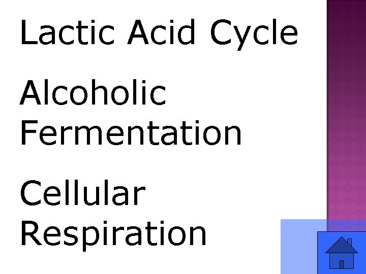 Lactic Acid Cycle Alcoholic Fermentation Cellular Respiration 