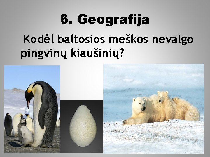 6. Geografija Kodėl baltosios meškos nevalgo pingvinų kiaušinių? 