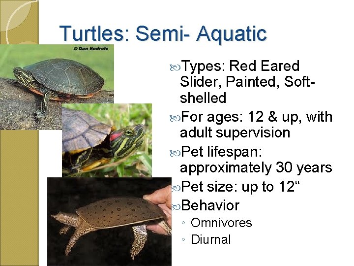 Turtles: Semi- Aquatic Types: Red Eared Slider, Painted, Softshelled For ages: 12 & up,