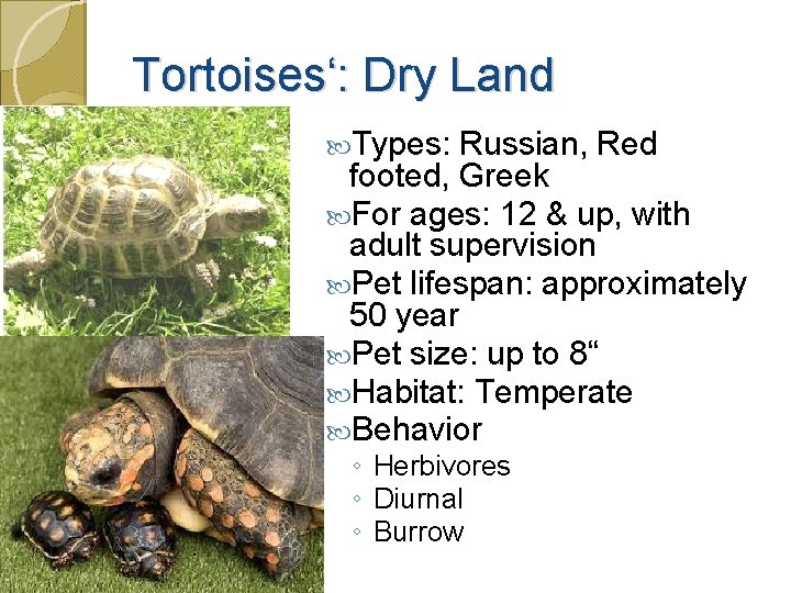 Tortoises‘: Dry Land Types: Russian, Red footed, Greek For ages: 12 & up, with