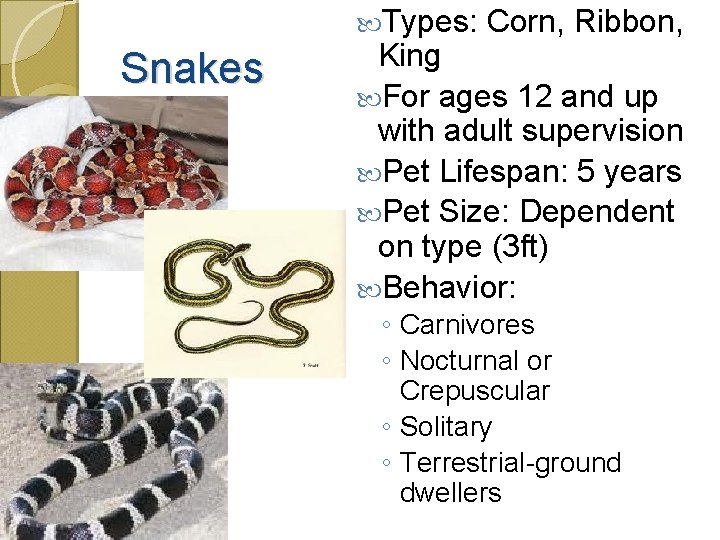  Types: Snakes Corn, Ribbon, King For ages 12 and up with adult supervision