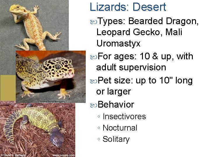 Lizards: Desert Types: Bearded Dragon, Leopard Gecko, Mali Uromastyx For ages: 10 & up,