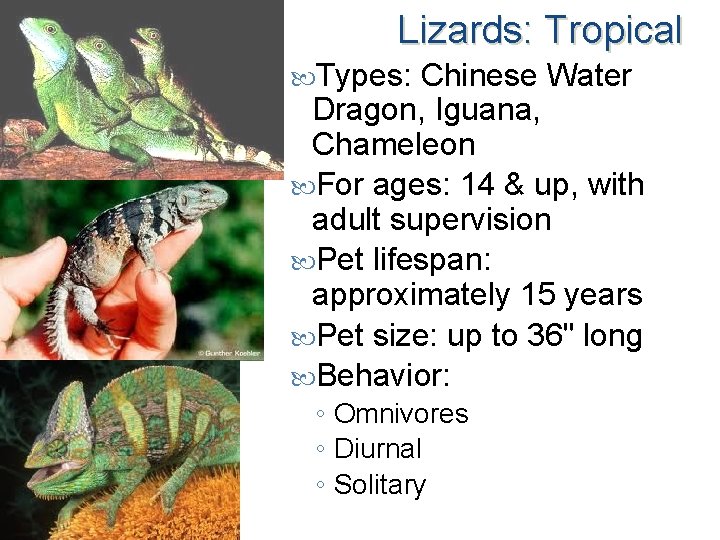 Lizards: Tropical Types: Chinese Water Dragon, Iguana, Chameleon For ages: 14 & up, with