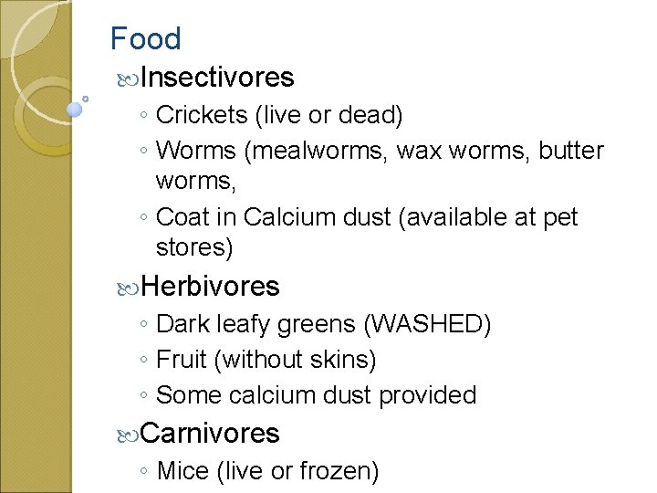 Food Insectivores ◦ Crickets (live or dead) ◦ Worms (mealworms, wax worms, butter worms,
