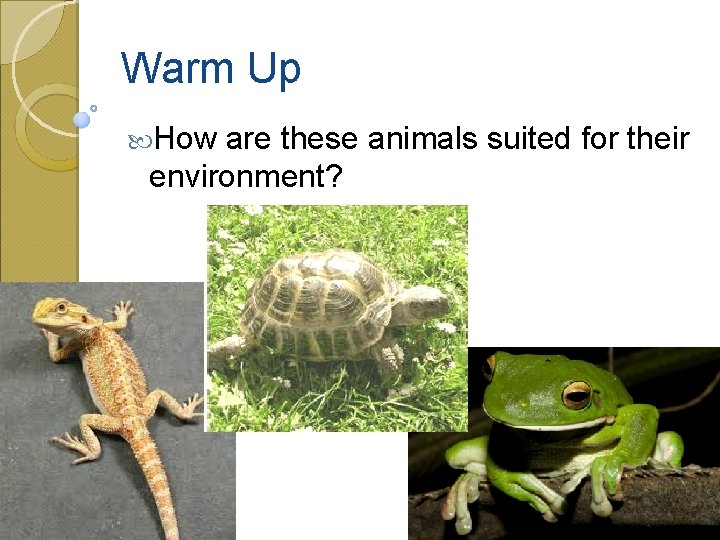 Warm Up How are these animals suited for their environment? 