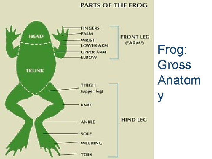 Frog: Gross Anatom y 