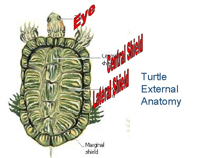 Turtle External Anatomy 