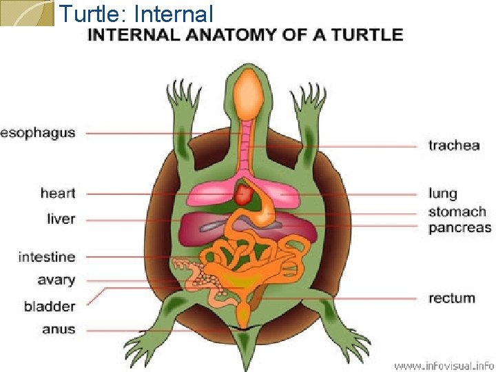 Turtle: Internal 