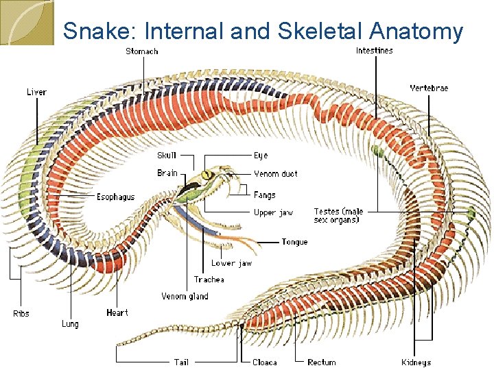Snake: Internal and Skeletal Anatomy 