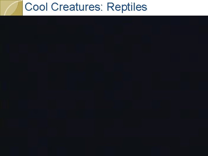 Cool Creatures: Reptiles 