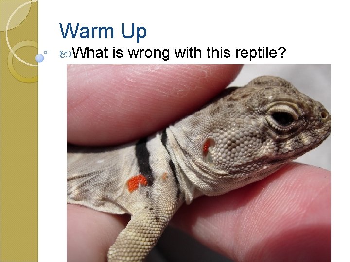 Warm Up What is wrong with this reptile? 