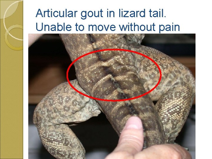 Articular gout in lizard tail. Unable to move without pain 