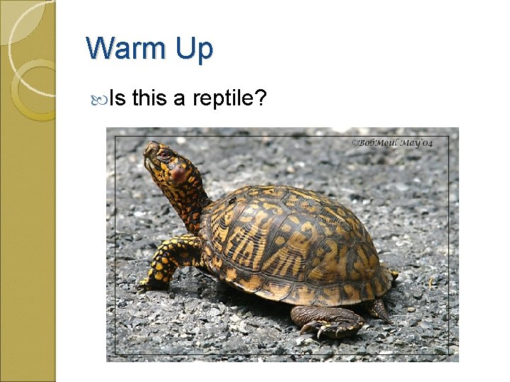 Warm Up Is this a reptile? 