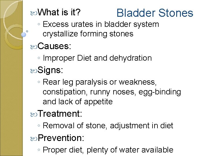  What is it? Bladder Stones ◦ Excess urates in bladder system crystallize forming