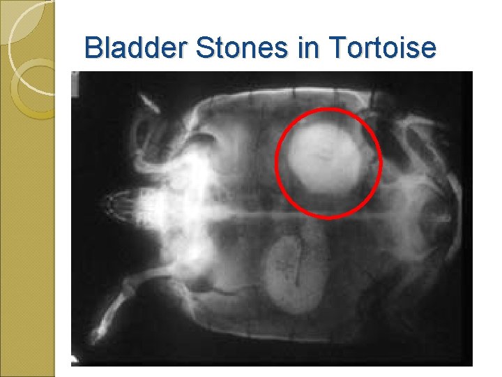 Bladder Stones in Tortoise 