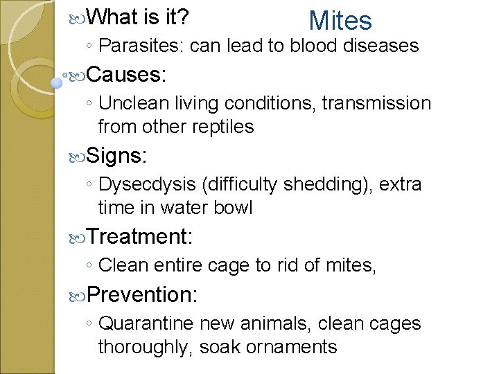  What is it? Mites ◦ Parasites: can lead to blood diseases Causes: ◦