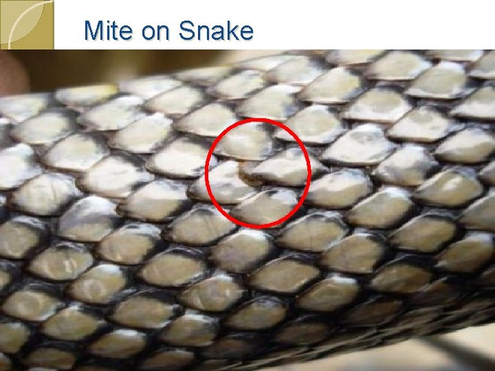 Mite on Snake 