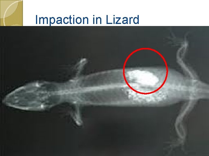 Impaction in Lizard 