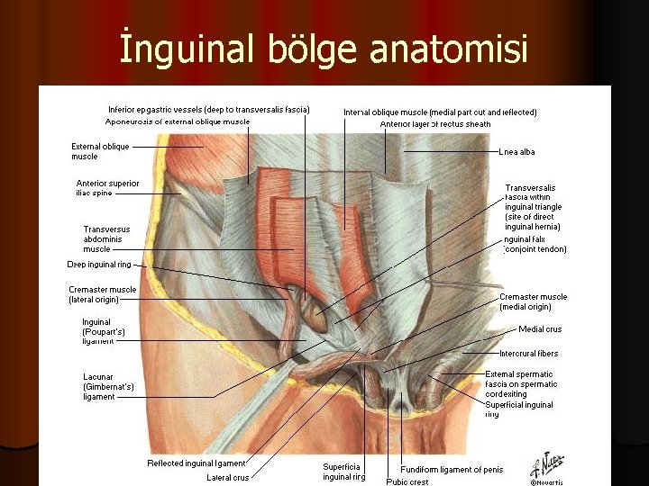 İnguinal bölge anatomisi 