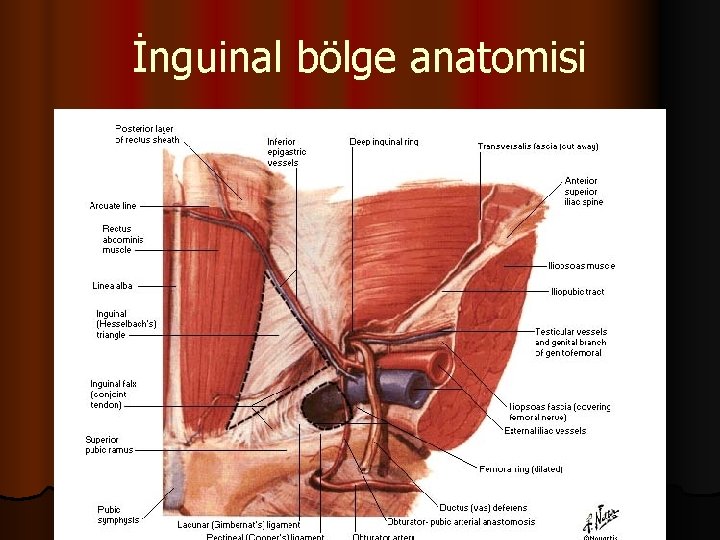 İnguinal bölge anatomisi 