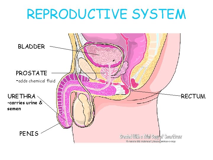 REPRODUCTIVE SYSTEM BLADDER PROSTATE -adds chemical fluid URETHRA -carries urine & semen PENIS RECTUM