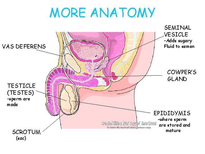 MORE ANATOMY SEMINAL VESICLE VAS DEFERENS TESTICLE (TESTES) -Adds sugary Fluid to semen COWPER’S
