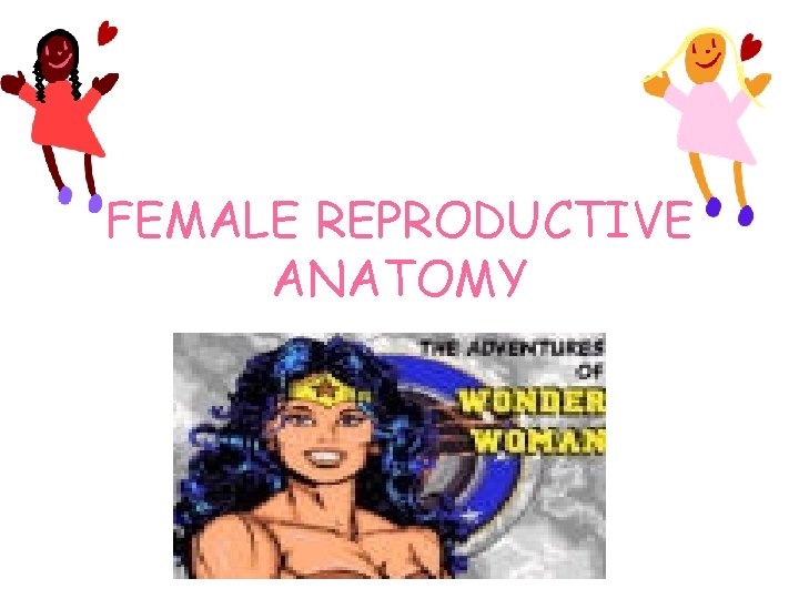 FEMALE REPRODUCTIVE ANATOMY 