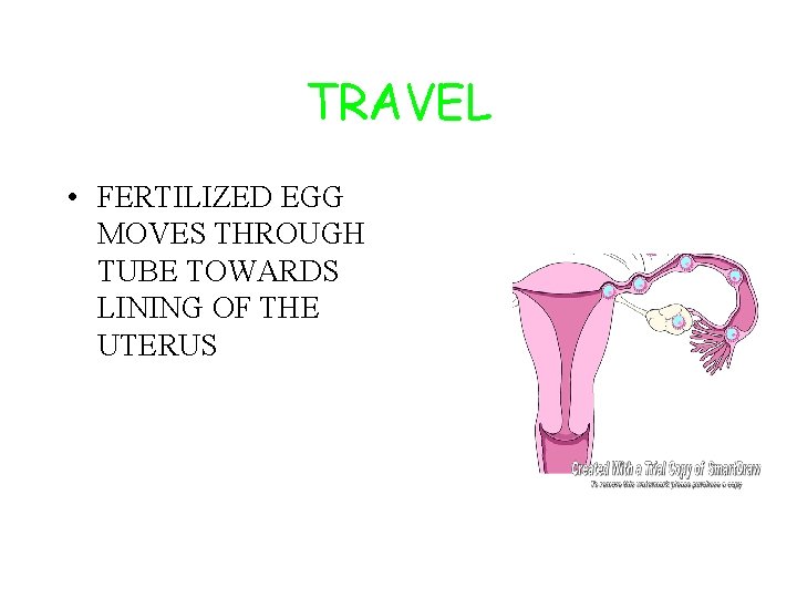 TRAVEL • FERTILIZED EGG MOVES THROUGH TUBE TOWARDS LINING OF THE UTERUS 