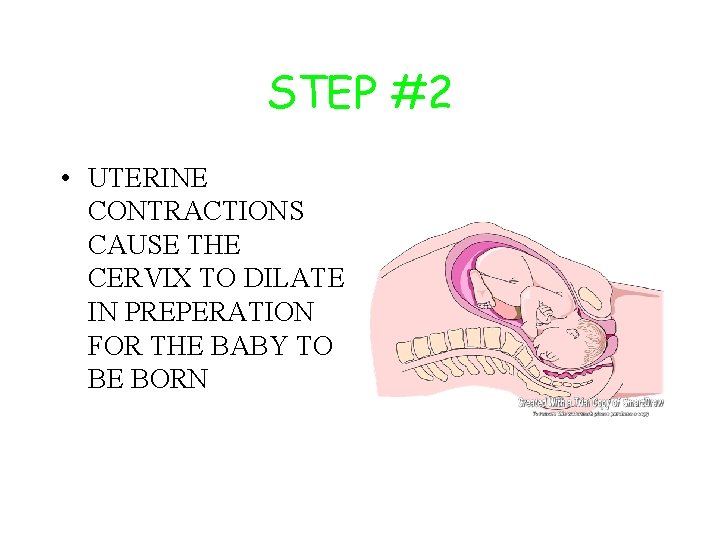 STEP #2 • UTERINE CONTRACTIONS CAUSE THE CERVIX TO DILATE IN PREPERATION FOR THE