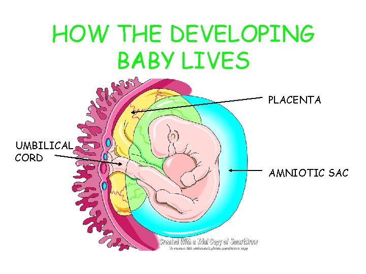 HOW THE DEVELOPING BABY LIVES PLACENTA UMBILICAL CORD AMNIOTIC SAC 