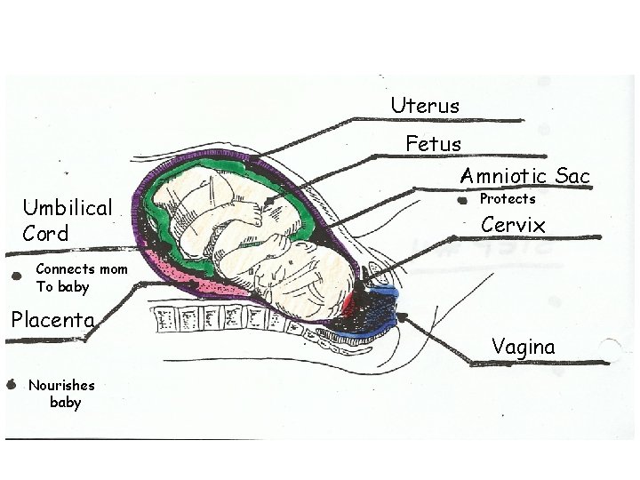 Uterus Fetus Amniotic Sac Umbilical Cord Protects Cervix Connects mom To baby Placenta Nourishes