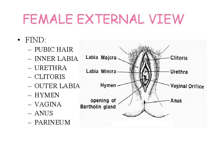 FEMALE EXTERNAL VIEW • FIND: – – – – – PUBIC HAIR INNER LABIA