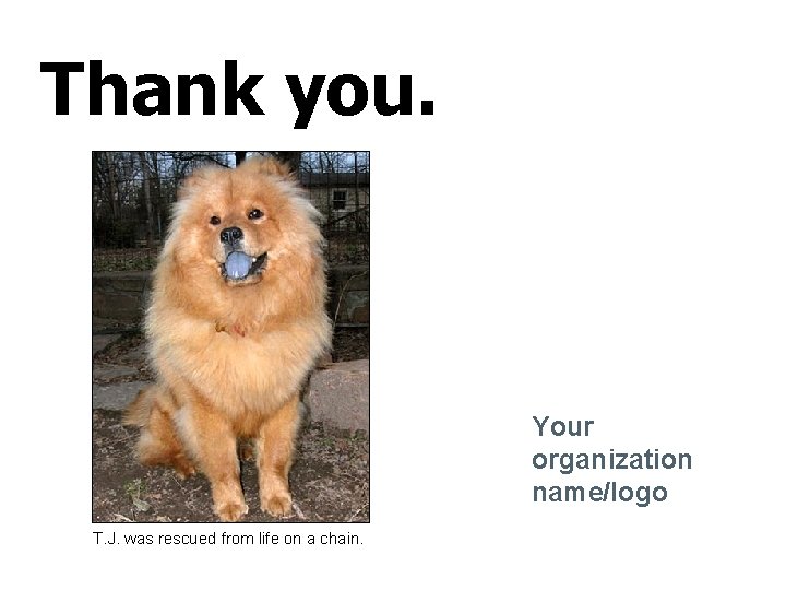 Thank you. Your organization name/logo T. J. was rescued from life on a chain.