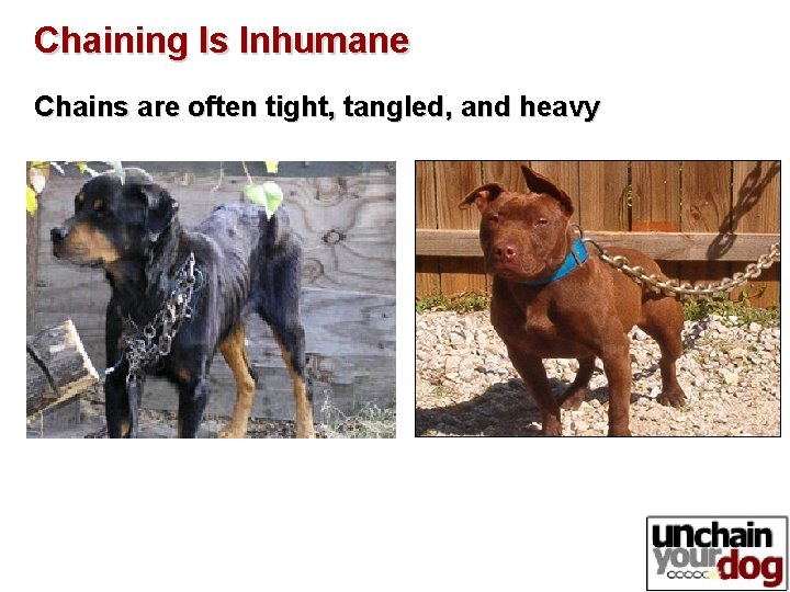 Chaining Is Inhumane Chains are often tight, tangled, and heavy Chaining Is Inhumane Chains are often tight, tangled, and heavy