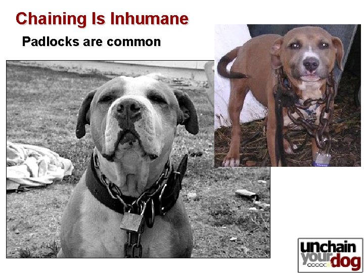 Chaining Is Inhumane Padlocks are common Chaining Is Inhumane Padlocks are common