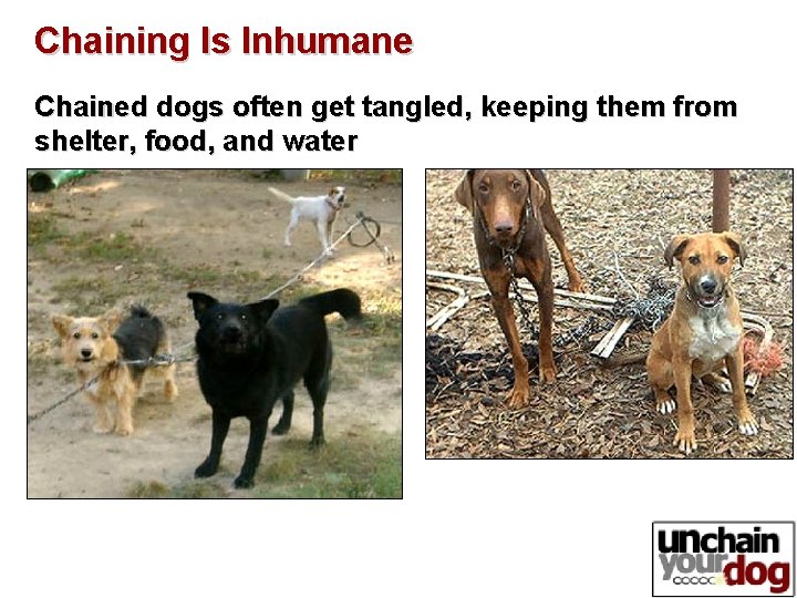 Chaining Is Inhumane Chained dogs often get tangled, keeping them from shelter, food, and