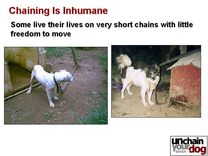 Chaining Is Inhumane Some live their lives on very short chains with little freedom Chaining Is Inhumane Some live their lives on very short chains with little freedom