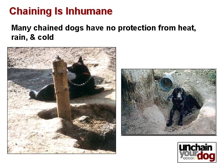 Chaining Is Inhumane Many chained dogs have no protection from heat, rain, & cold