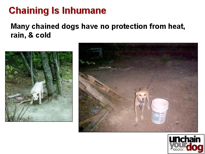 Chaining Is Inhumane Many chained dogs have no protection from heat, rain, & cold