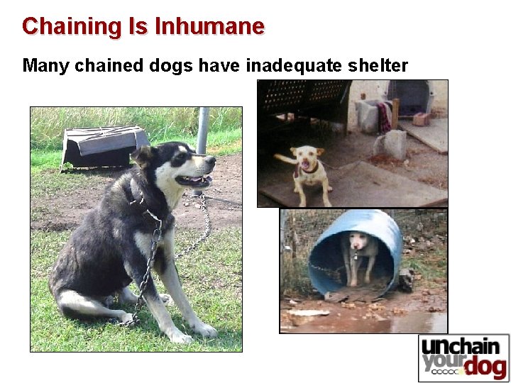 Chaining Is Inhumane Many chained dogs have inadequate shelter 