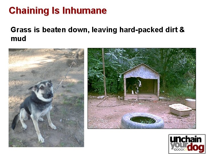 Chaining Is Inhumane Grass is beaten down, leaving hard-packed dirt & mud 