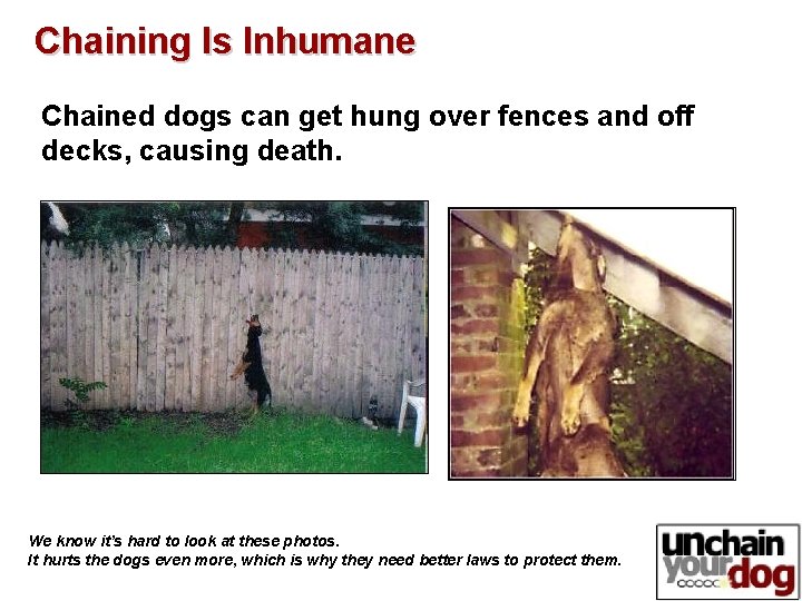 Chaining Is Inhumane Chained dogs can get hung over fences and off decks, causing