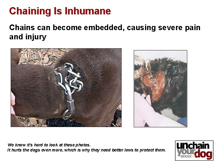 Chaining Is Inhumane Chains can become embedded, causing severe pain and injury We know