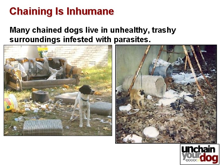 Chaining Is Inhumane Many chained dogs live in unhealthy, trashy surroundings infested with parasites. Chaining Is Inhumane Many chained dogs live in unhealthy, trashy surroundings infested with parasites.