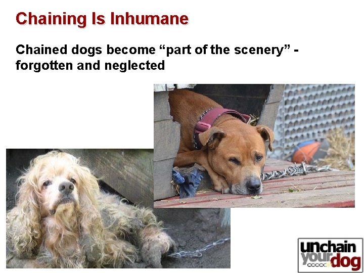 Chaining Is Inhumane Chained dogs become “part of the scenery” - forgotten and neglected Chaining Is Inhumane Chained dogs become “part of the scenery” - forgotten and neglected