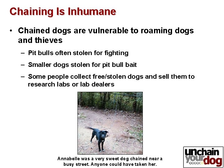 Chaining Is Inhumane • Chained dogs are vulnerable to roaming dogs and thieves –