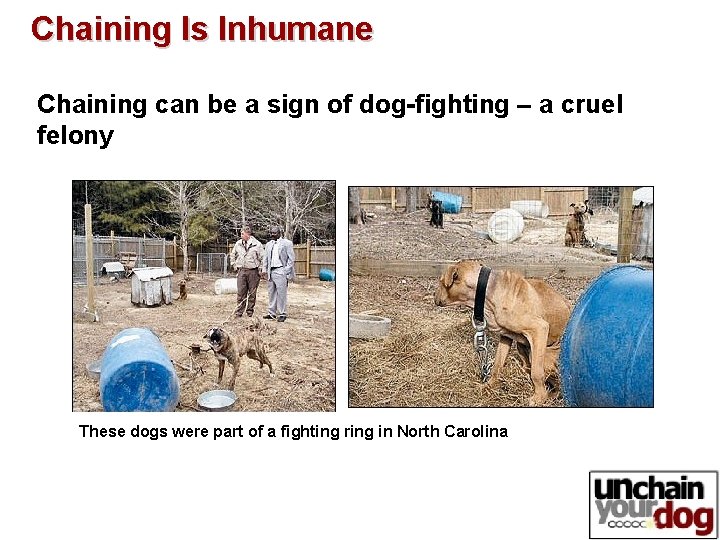 Chaining Is Inhumane Chaining can be a sign of dog-fighting – a cruel felony Chaining Is Inhumane Chaining can be a sign of dog-fighting – a cruel felony