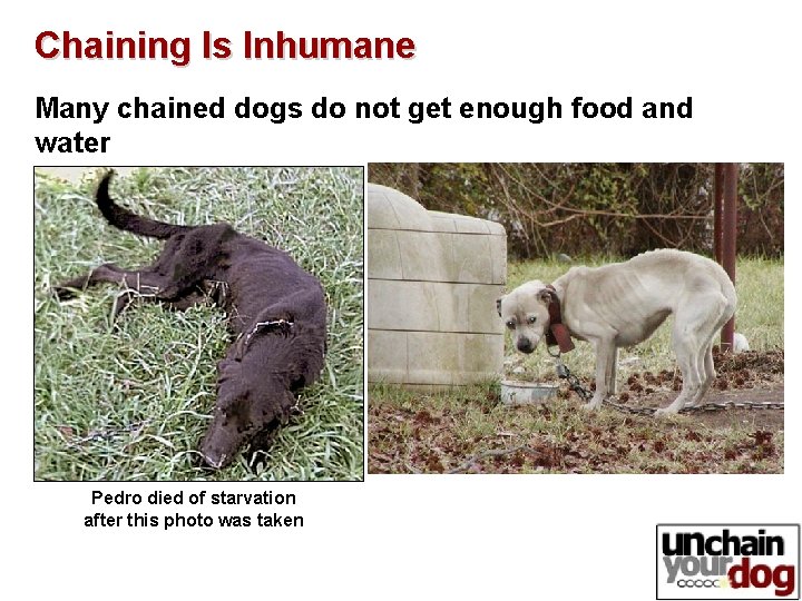 Chaining Is Inhumane Many chained dogs do not get enough food and water Pedro