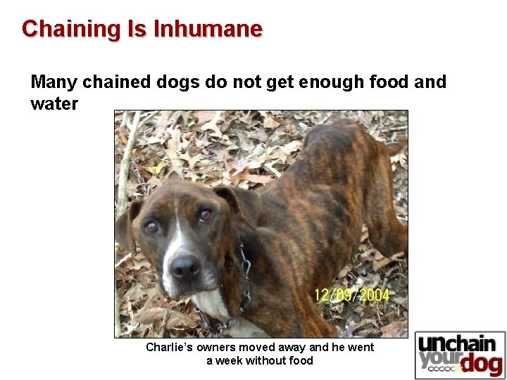 Chaining Is Inhumane Many chained dogs do not get enough food and water Charlie’s