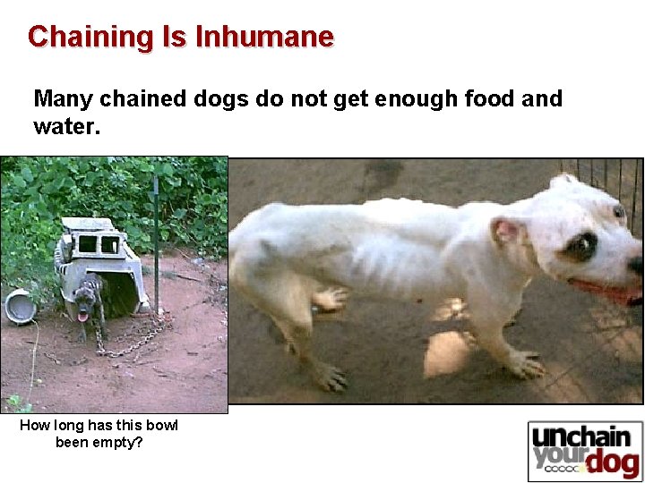 Chaining Is Inhumane Many chained dogs do not get enough food and water. How